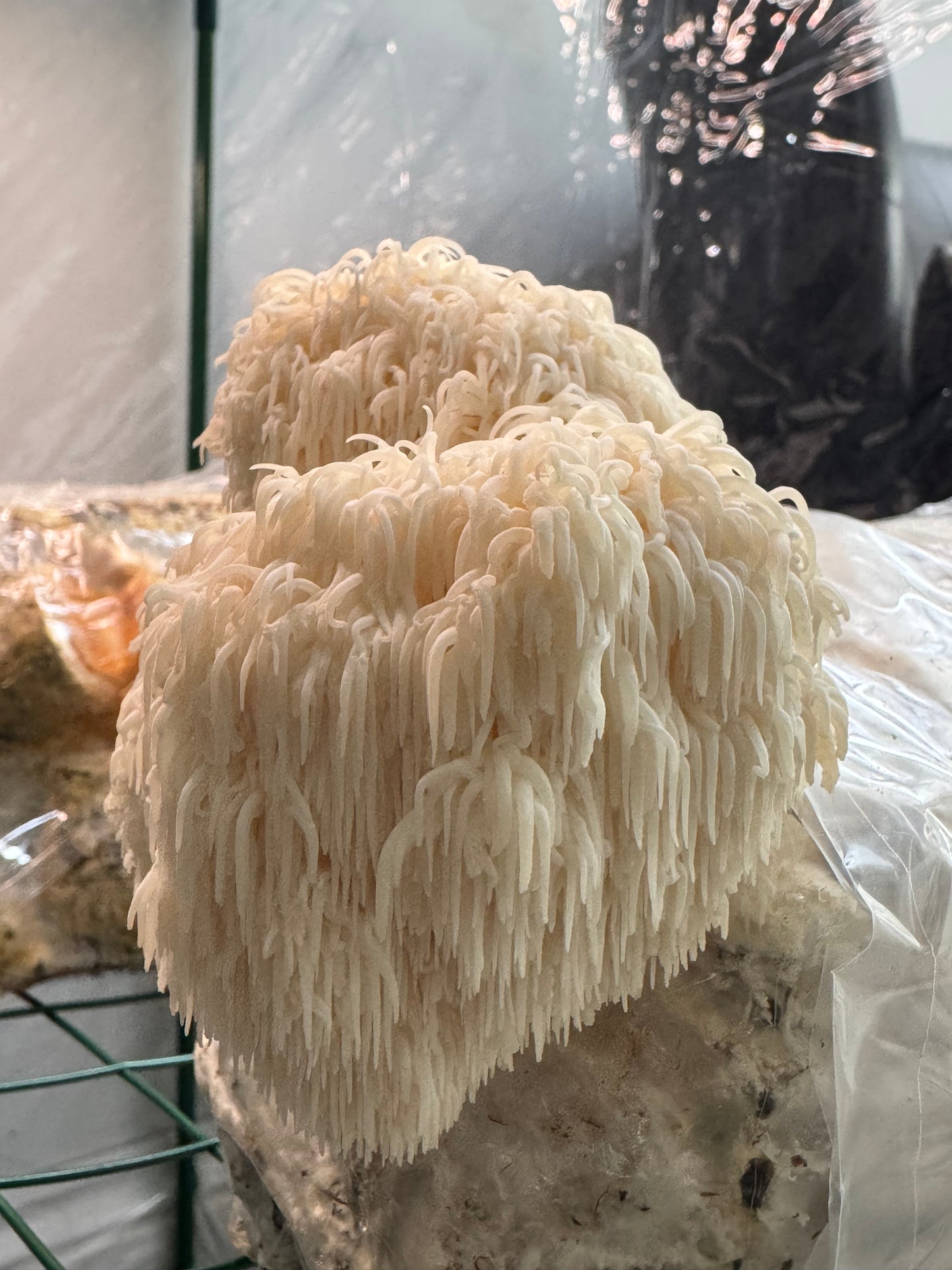 The Bearded Hedgehog Lions Mane capsule