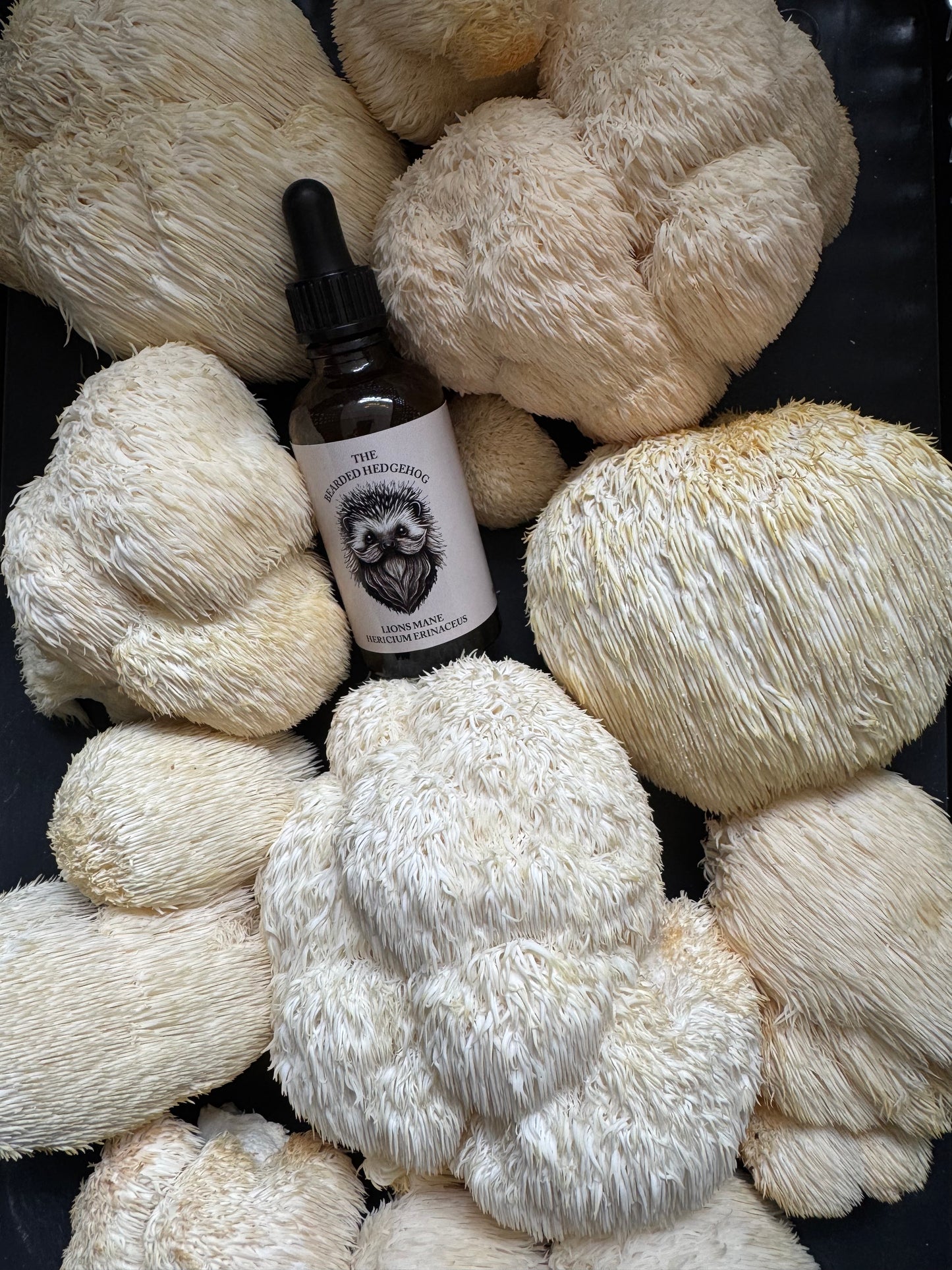 The Bearded Hedgehog Lions Mane Ticture