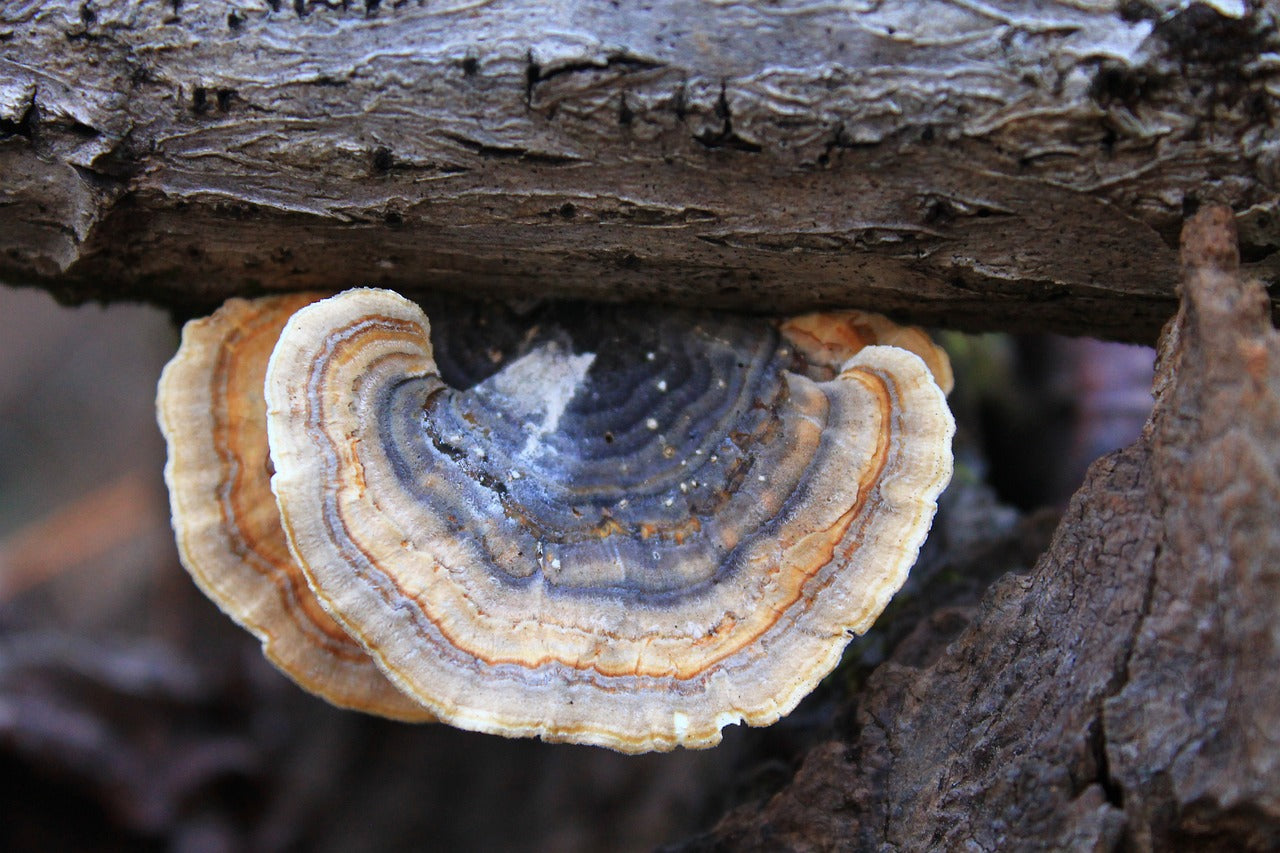 Turkey Tail Capsules