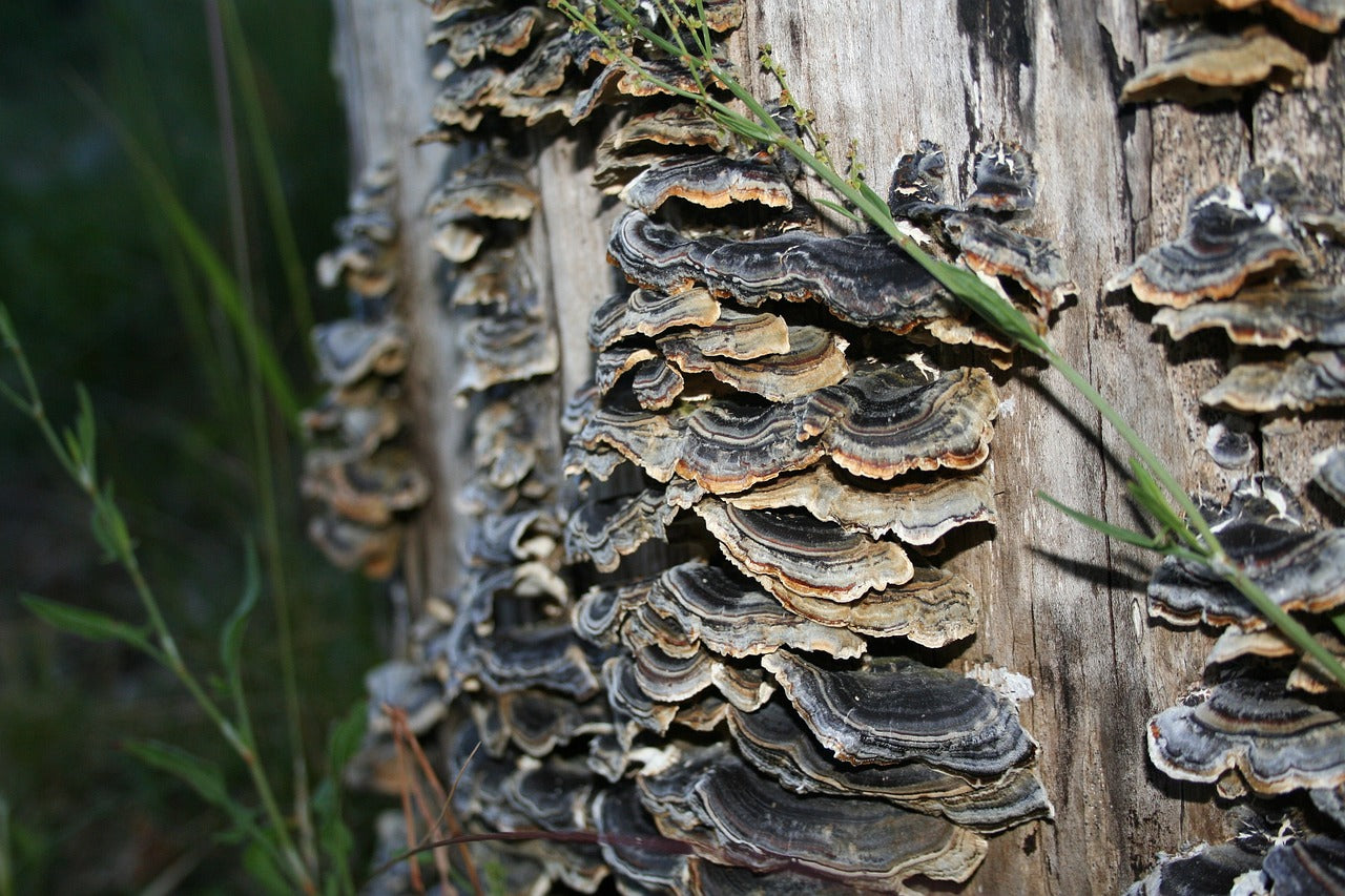 Turkey Tail Capsules